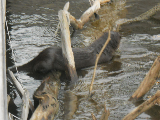 Otter sunning on a floating log.