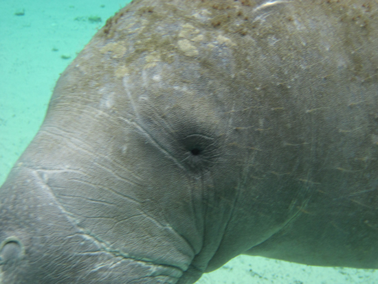 One last manatee picture.
