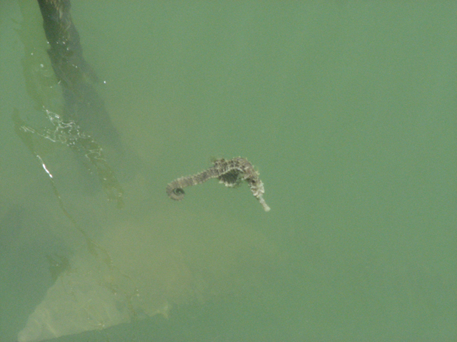 Seahorse swimming away.