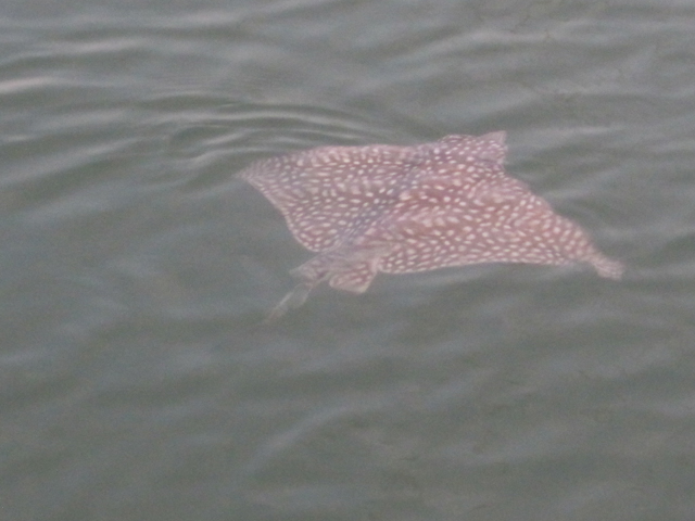 Spotted eagle ray swimming next to the boat.