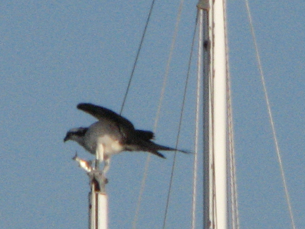 Ospry eating a fish on top of a mast