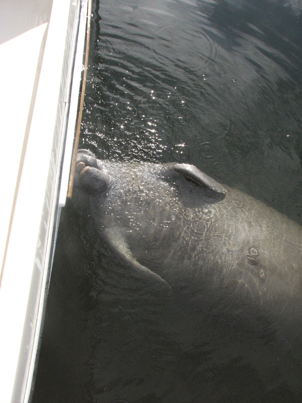 Manatee Drinking from Kitchen Outlet
